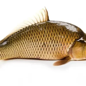 Poisson Belle Dame Carton 5Kg